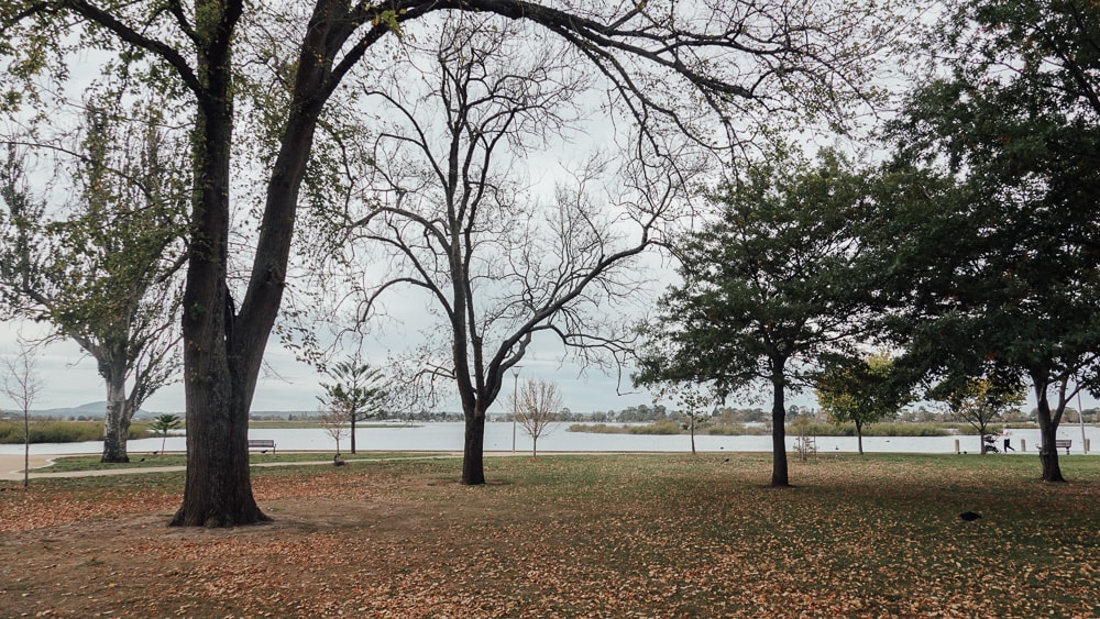 Ballarat 小鎮的黃金時代:Lake Wendouree.Botanical Garden 植物園|澳洲.維州 - 第4張圖