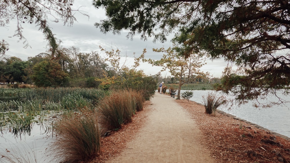 Ballarat 小鎮的黃金時代:Lake Wendouree.Botanical Garden 植物園|澳洲.維州 - 第5張圖