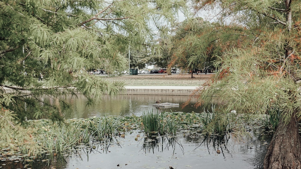 Ballarat 小鎮的黃金時代:Lake Wendouree.Botanical Garden 植物園|澳洲.維州 - 第7張圖