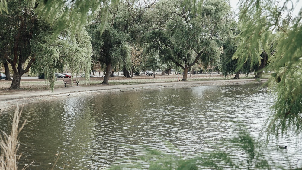 Ballarat 小鎮的黃金時代:Lake Wendouree.Botanical Garden 植物園|澳洲.維州 - 第8張圖